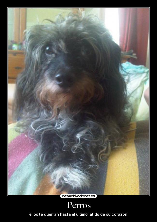 carteles mascotas desmotivaciones