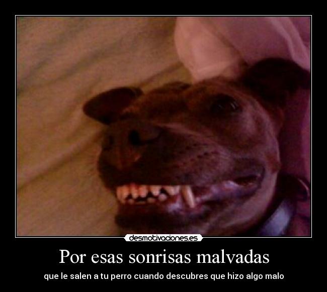 Por esas sonrisas malvadas - que le salen a tu perro cuando descubres que hizo algo malo