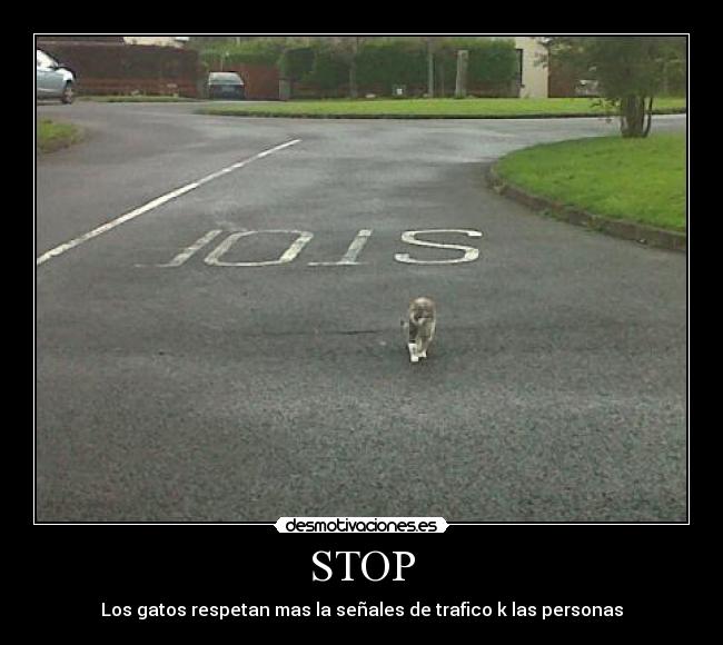 STOP - Los gatos respetan mas la señales de trafico k las personas