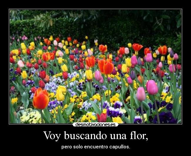 Voy buscando una flor, -