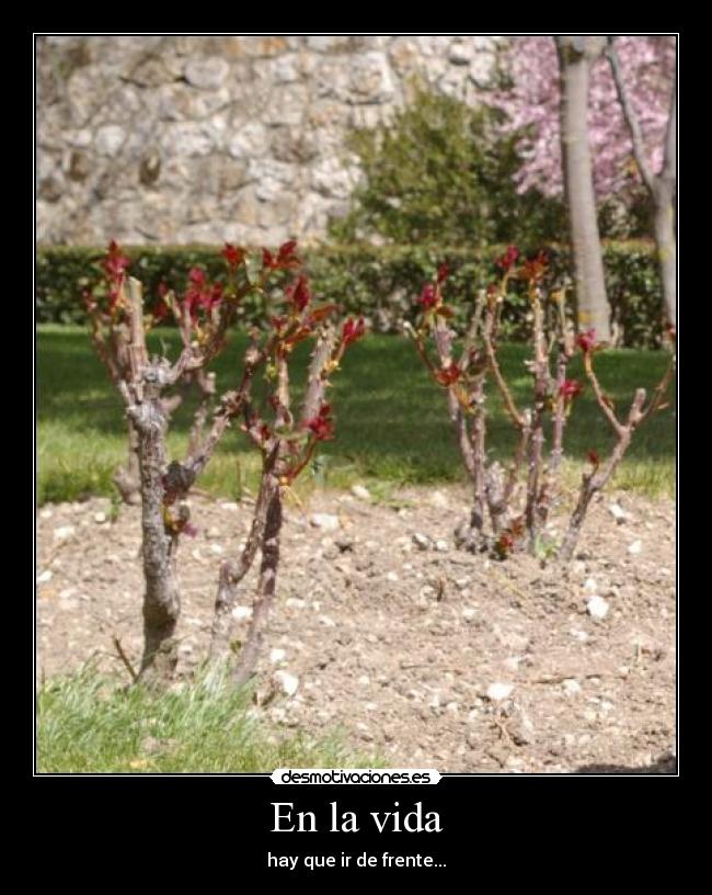 En la vida - hay que ir de frente...