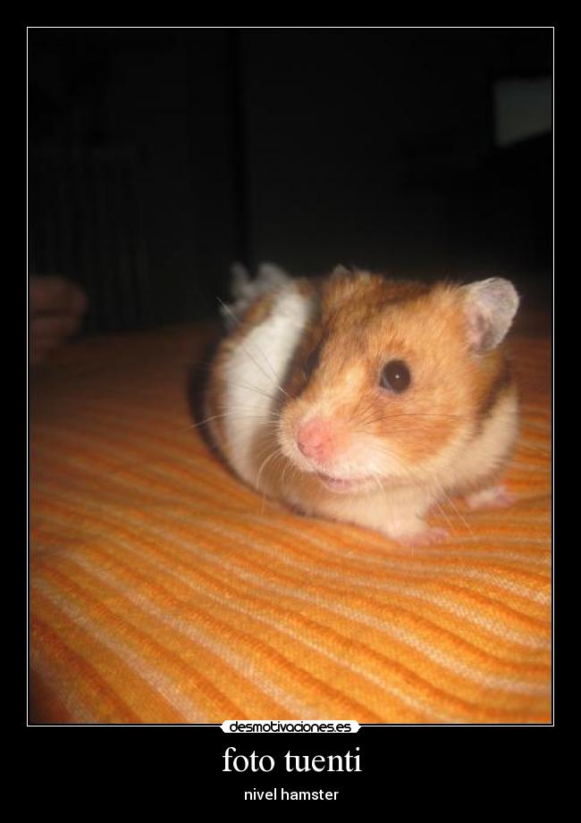 foto tuenti - nivel hamster