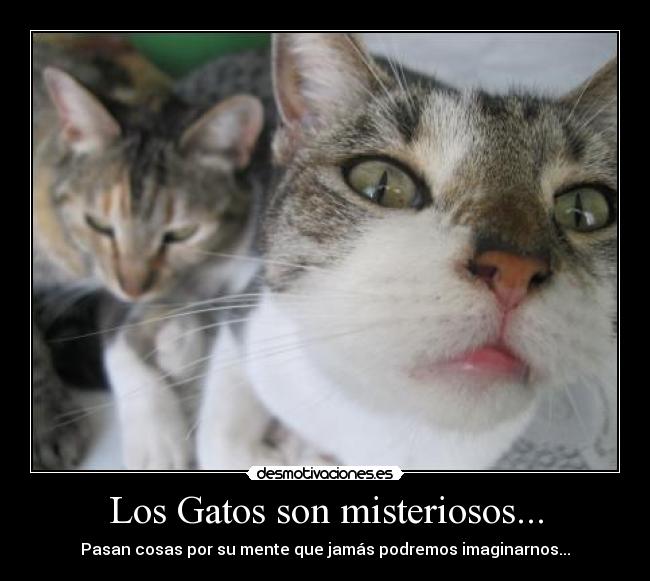 Los Gatos son misteriosos... -