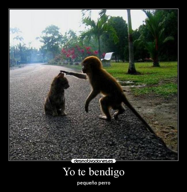 Yo te bendigo - pequeño perro