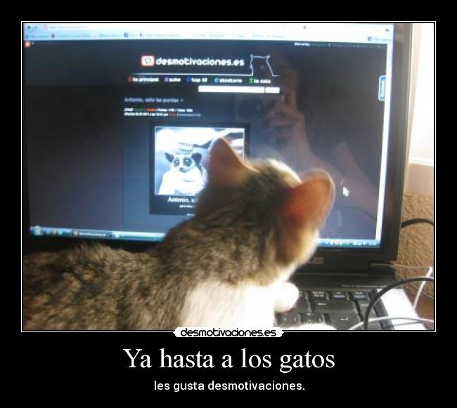 Ya hasta a los gatos -