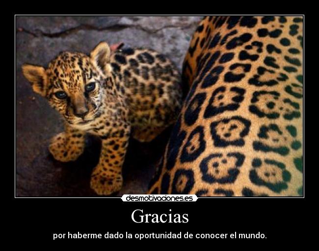 Gracias -
