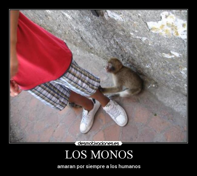 LOS MONOS - amaran por siempre a los humanos
