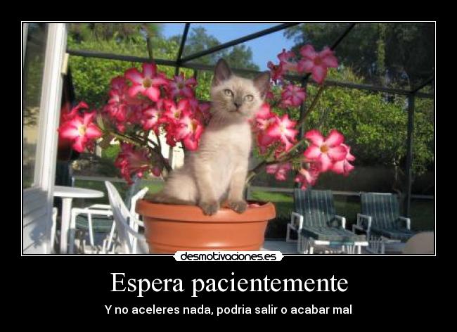 Espera pacientemente - Y no aceleres nada, podria salir o acabar mal