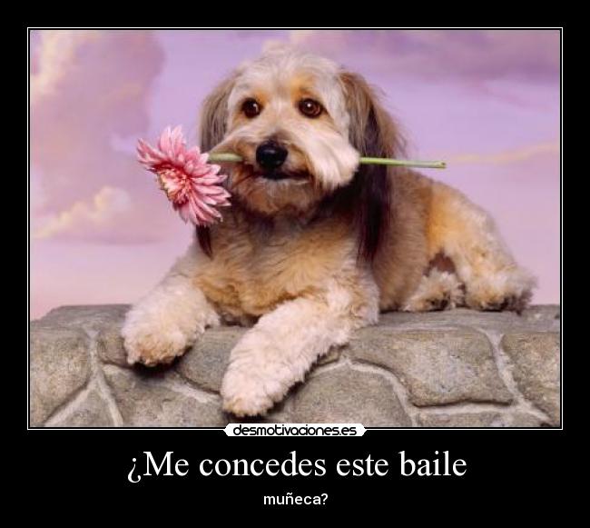 ¿Me concedes este baile - muñeca?