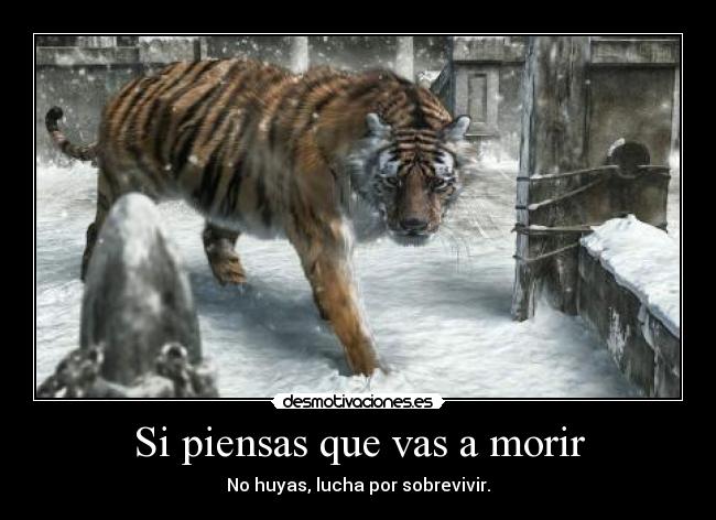 Si piensas que vas a morir - No huyas, lucha por sobrevivir.