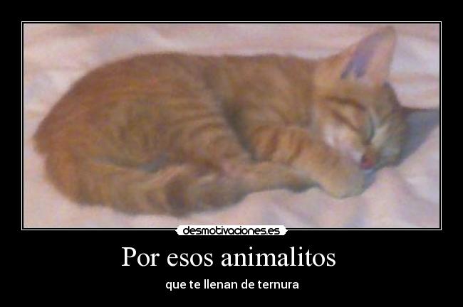 Por esos animalitos  - 