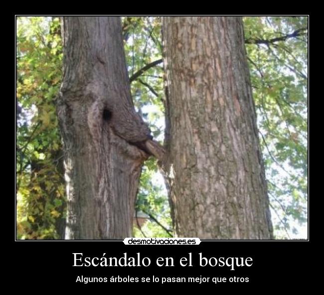 Escándalo en el bosque -