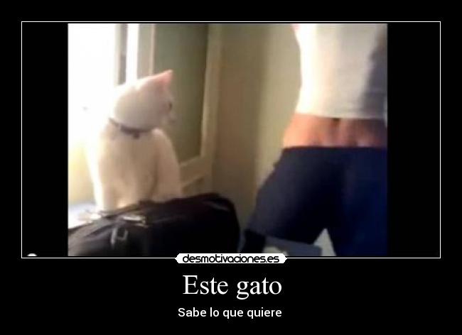 Este gato - Sabe lo que quiere 