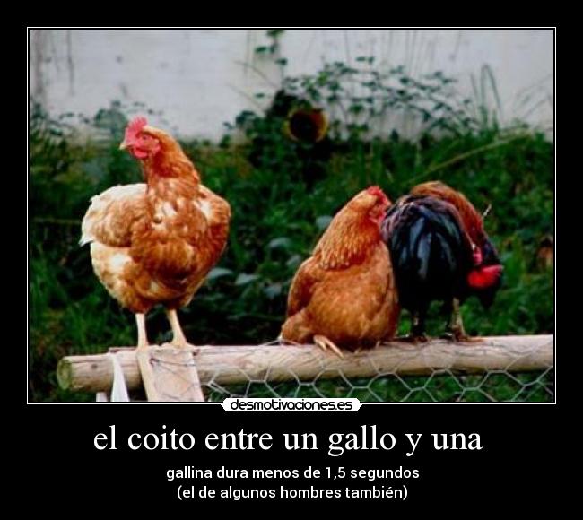el coito entre un gallo y una - gallina dura menos de 1,5 segundos
(el de algunos hombres también)