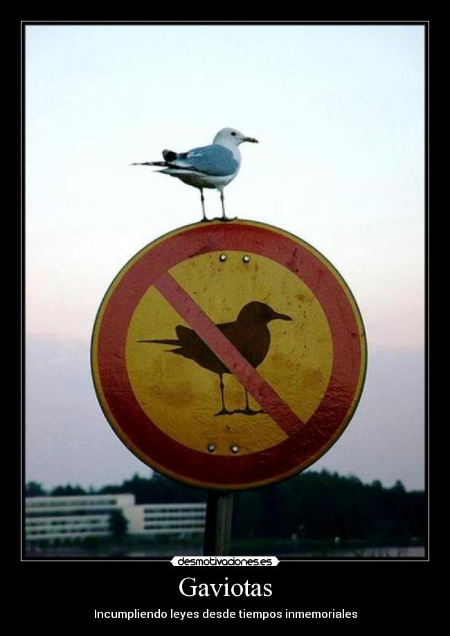 Gaviotas -