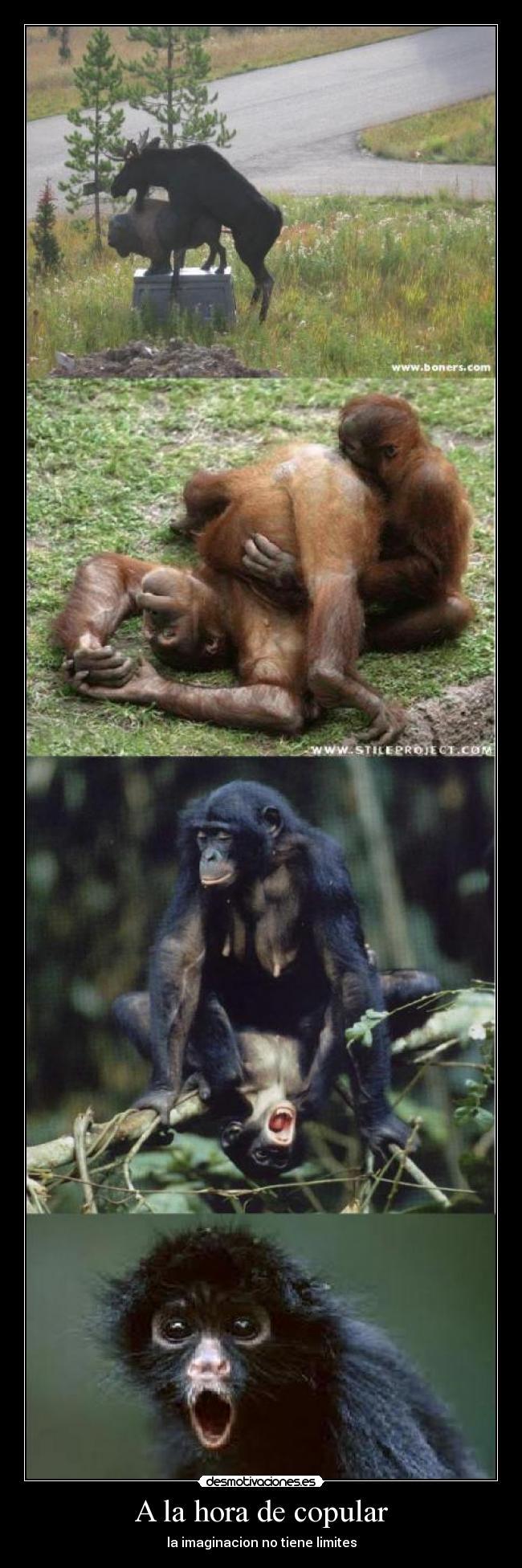 A la hora de copular - la imaginacion no tiene limites