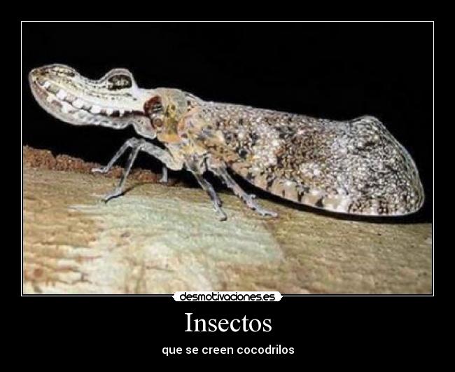 Insectos - que se creen cocodrilos