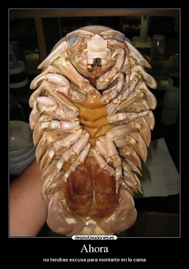 Ahora - no tendras excusa para montarte en la cama