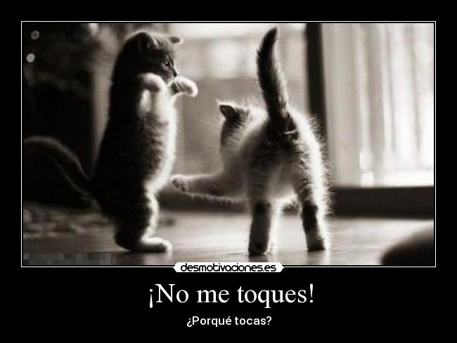 carteles tocar gatos clanvirus d17pac desmotivaciones