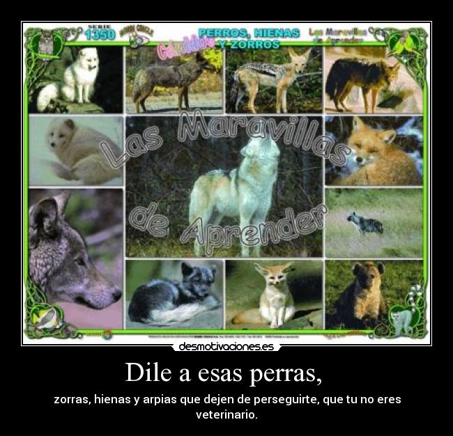 Dile a esas perras, -