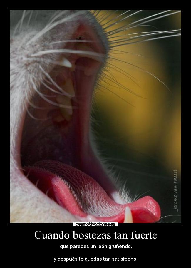 Cuando bostezas tan fuerte - que pareces un león gruñendo,
y después te quedas tan satisfecho.