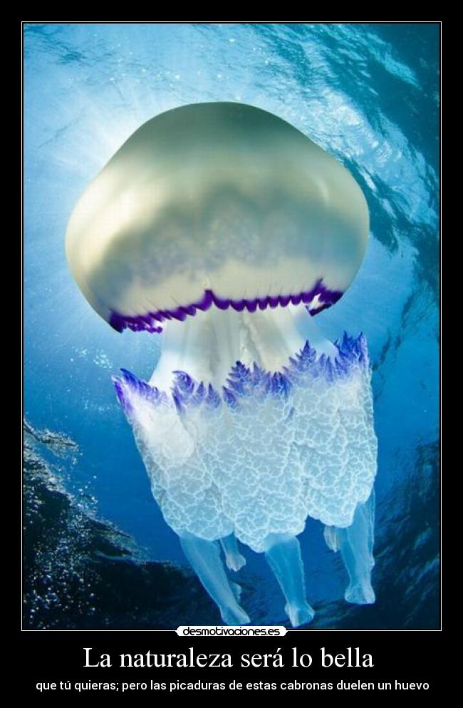 La naturaleza será lo bella  - 