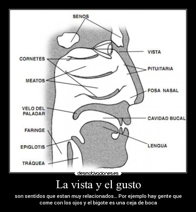 La vista y el gusto - son sentidos que estan muy relacionados... Por ejemplo hay gente que
come con los ojos y el bigote es una ceja de boca