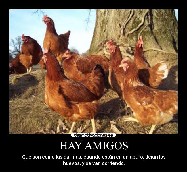 HAY AMIGOS - Que son como las gallinas: cuando están en un apuro, dejan los
huevos, y se van corriendo.