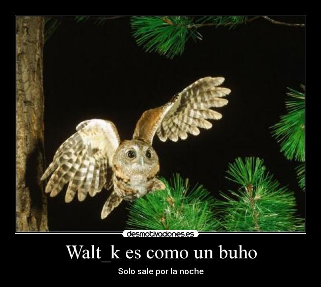 Walt_k es como un buho - Solo sale por la noche