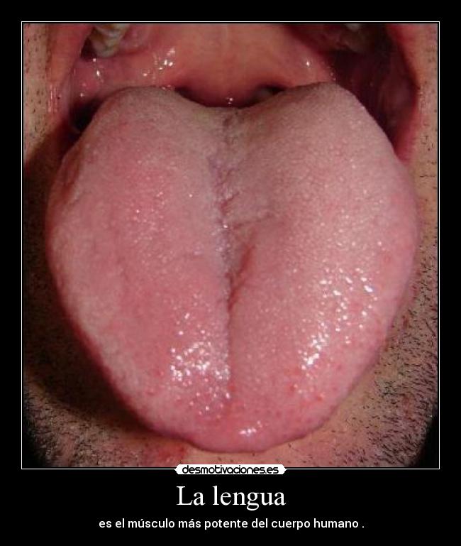 La lengua - es el músculo más potente del cuerpo humano .