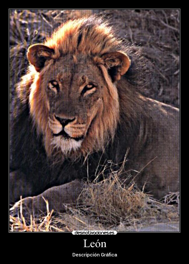 León - Descripción Gráfica