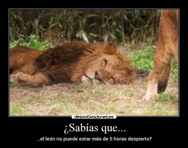 ¿Sabías que... - ...el león no puede estar más de 5 horas despierto?