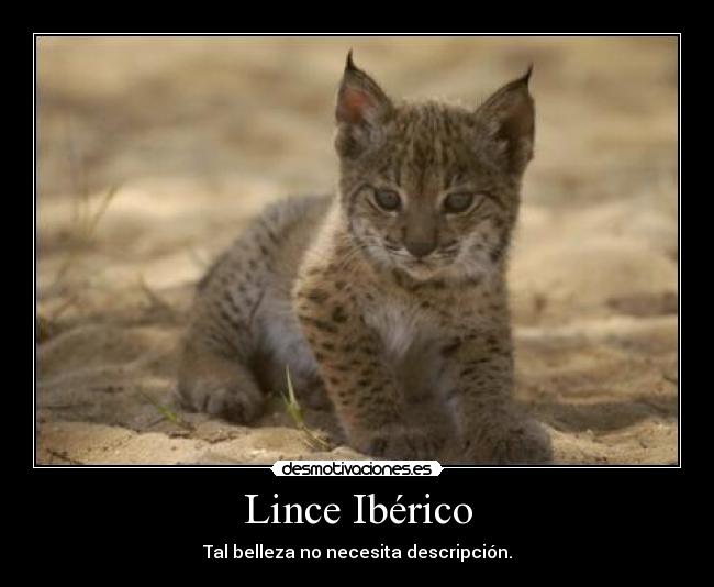 carteles lince iberico desmotivaciones