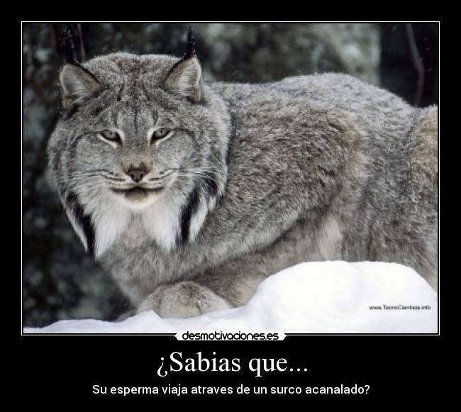 ¿Sabias que... -