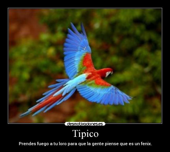 Tipico -