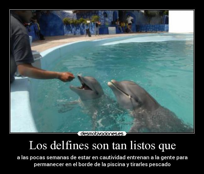 Los delfines son tan listos que - a las pocas semanas de estar en cautividad entrenan a la gente para
permanecer en el borde de la piscina y tirarles pescado