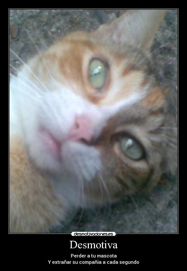 Desmotiva - Perder a tu mascota
Y extrañar su compañia a cada segundo