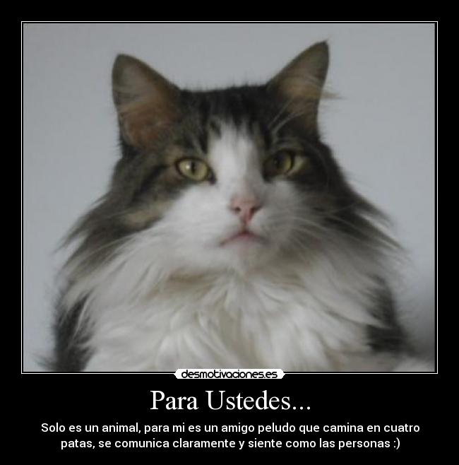 Para Ustedes... - Solo es un animal, para mi es un amigo peludo que camina en cuatro
patas, se comunica claramente y siente como las personas :)