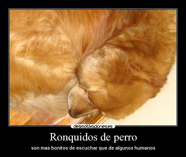 Ronquidos de perro - 