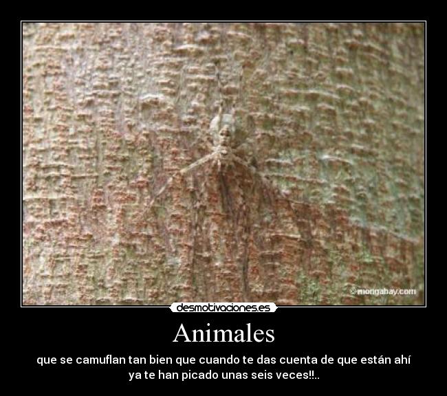 carteles animales mixjos walt_k sponge narurep maartin ads soy_quien_soy_always desmotivaciones