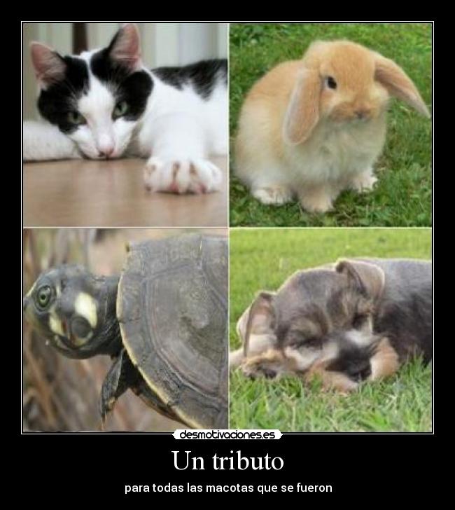 Un tributo - para todas las macotas que se fueron