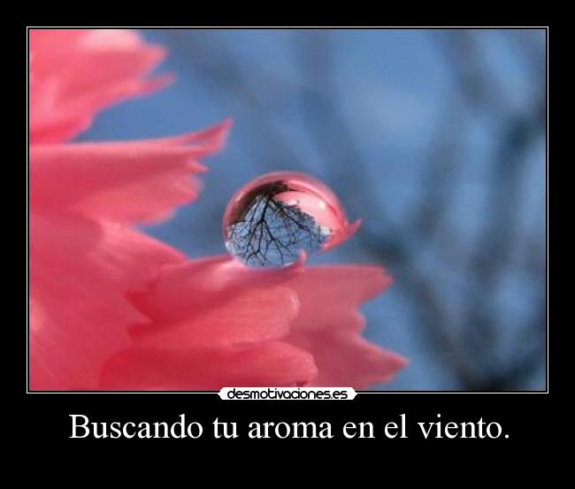 Buscando tu aroma en el viento. - 