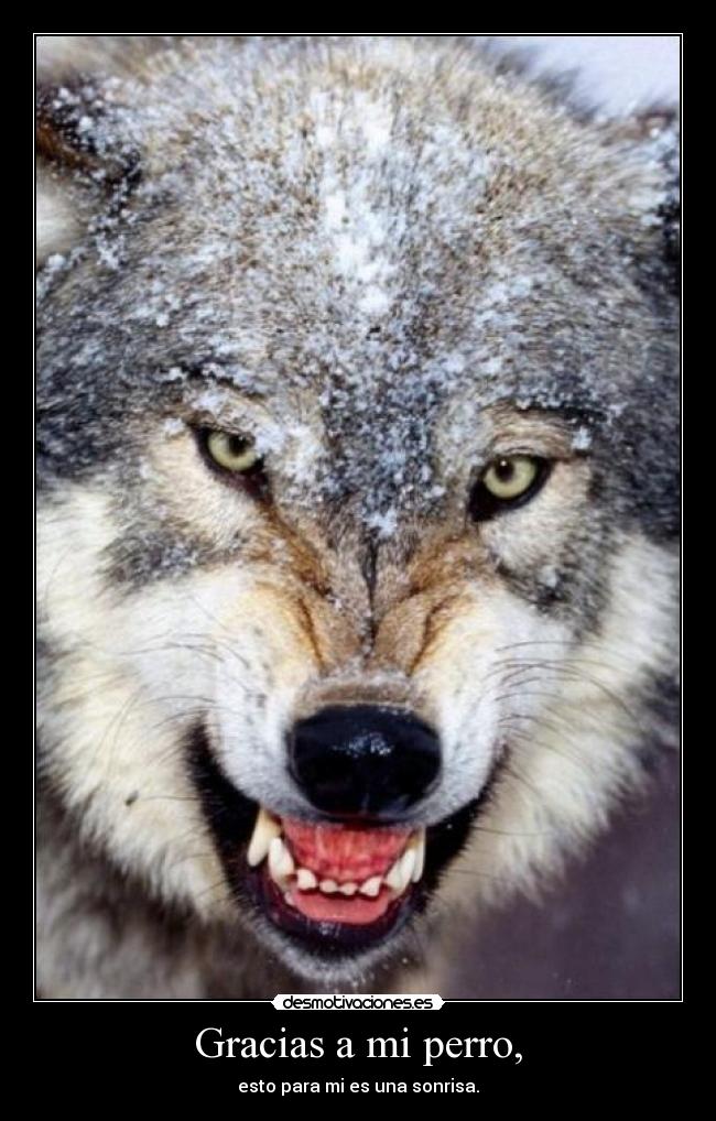 Gracias a mi perro, - esto para mi es una sonrisa.