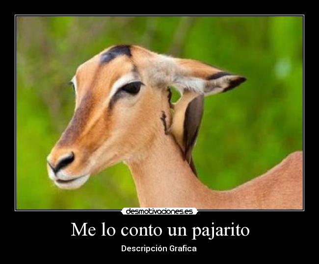 carteles conto pajarito desmotivaciones