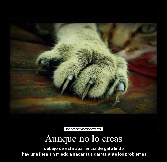 Aunque no lo creas - debajo de esta apariencia de gato lindo
 hay una fiera sin miedo a sacar sus garras ante los problemas