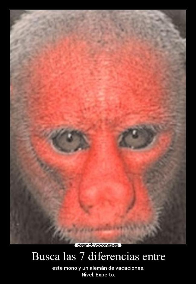 Busca las 7 diferencias entre - este mono y un alemán de vacaciones.
Nivel: Experto.