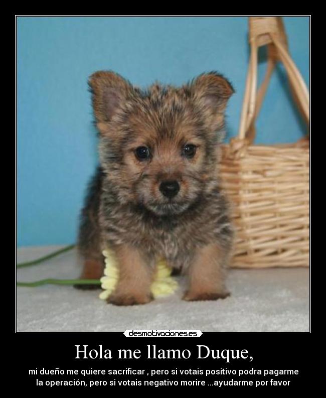 Hola me llamo Duque, - mi dueño me quiere sacrificar , pero si votais positivo podra pagarme
la operación, pero si votais negativo morire ...ayudarme por favor