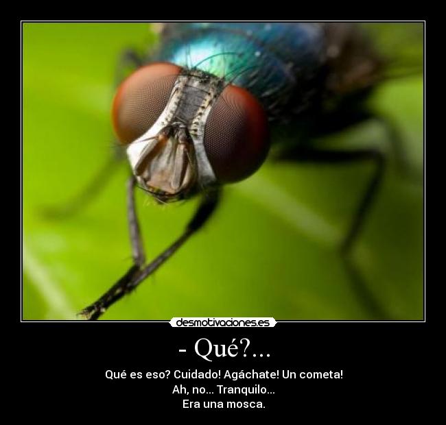 - Qué?... - Qué es eso? Cuidado! Agáchate! Un cometa!
Ah, no... Tranquilo...
Era una mosca.