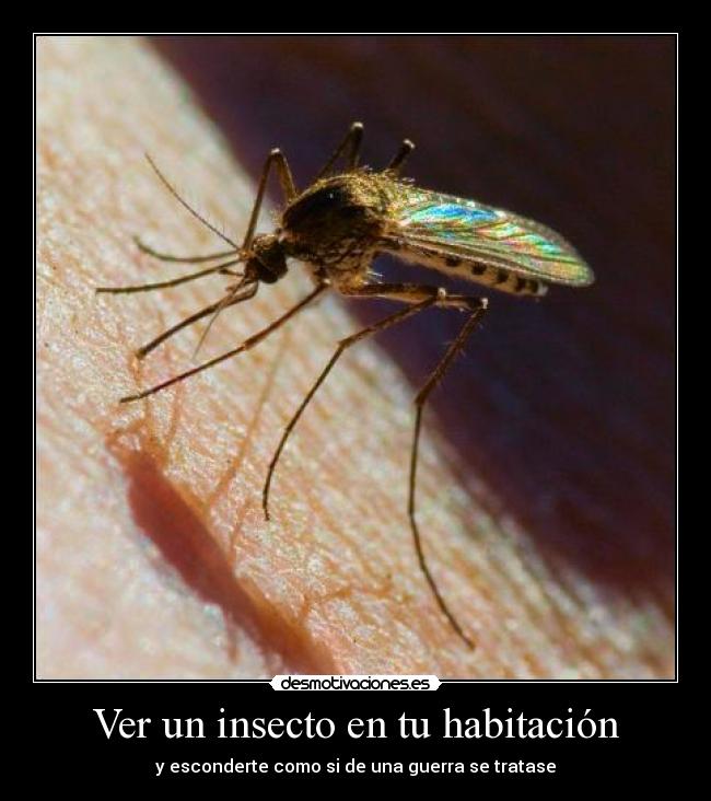 Ver un insecto en tu habitación - 