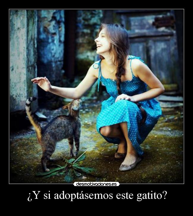 ¿Y si adoptásemos este gatito? - 